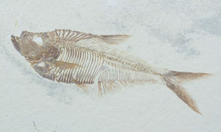 / Inch Diplomystus Fossil Fish #3781